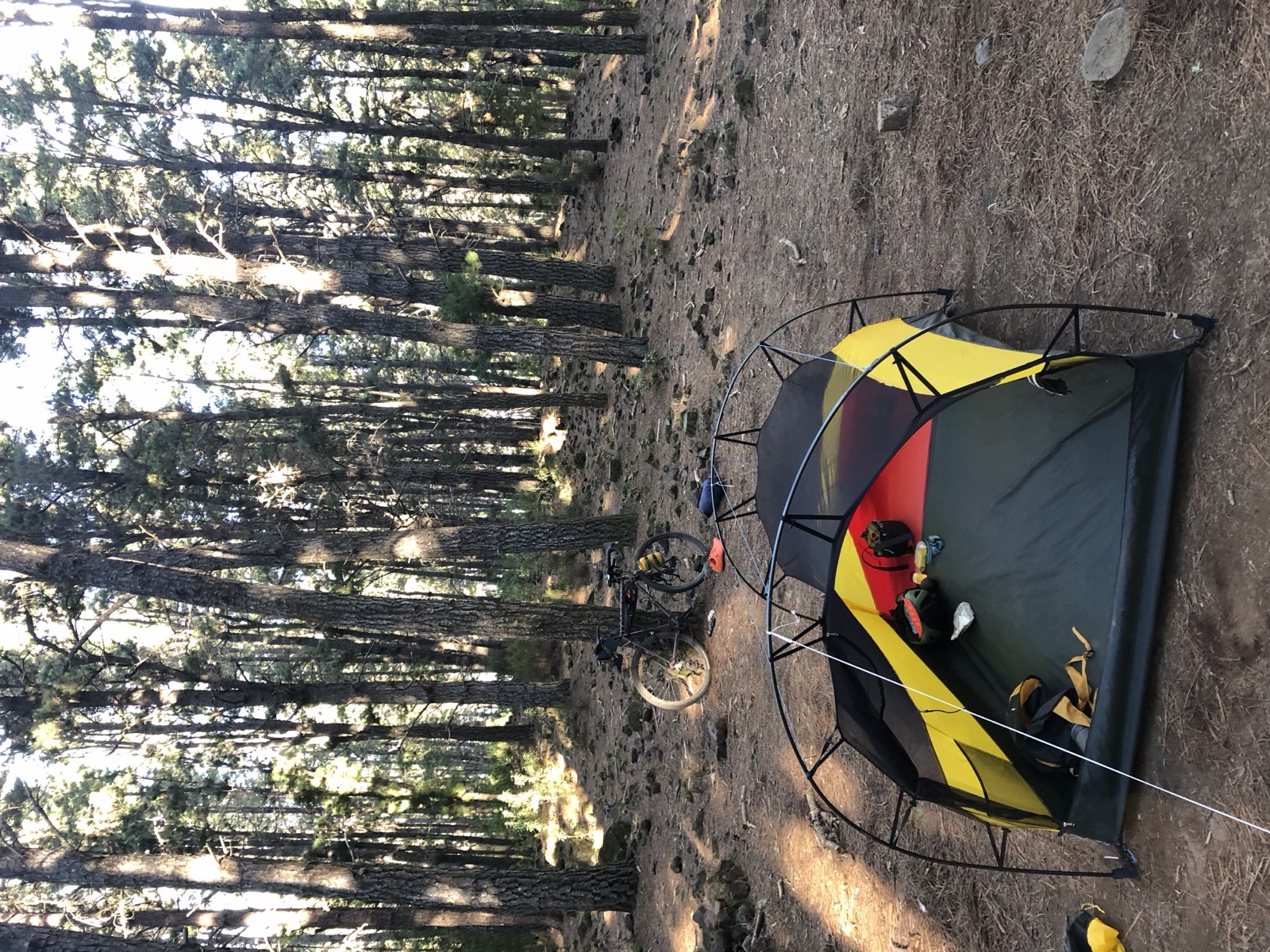 Tunnel tent in a pine forest